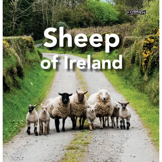 Sheep of Ireland